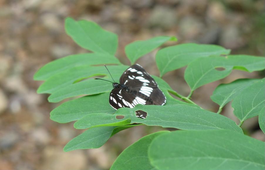 Neptis rivularis